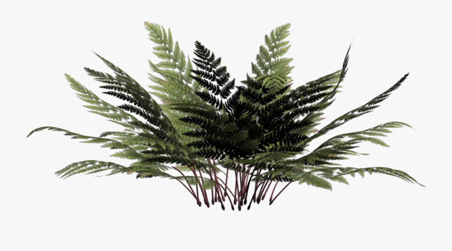 Tree Winter Png File Hd Clipart - Plant Jpg Without Background, Transparent Clipart