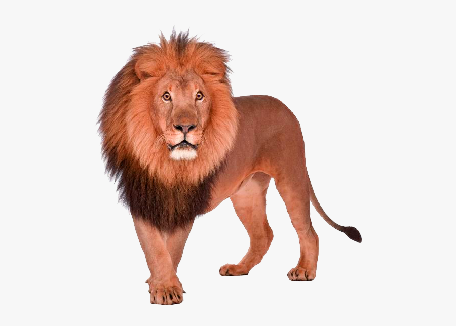 Lion Transparent Png, Transparent Clipart