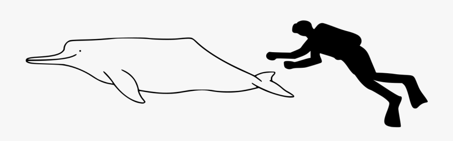 Amazon River Dolphin Size - Amazon River Dolphin Size Comparison, Transparent Clipart