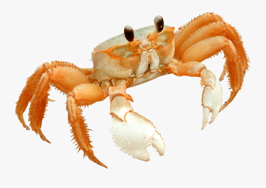Transparent Little Mermaid Sebastian Png - Transparent Crab, Transparent Clipart