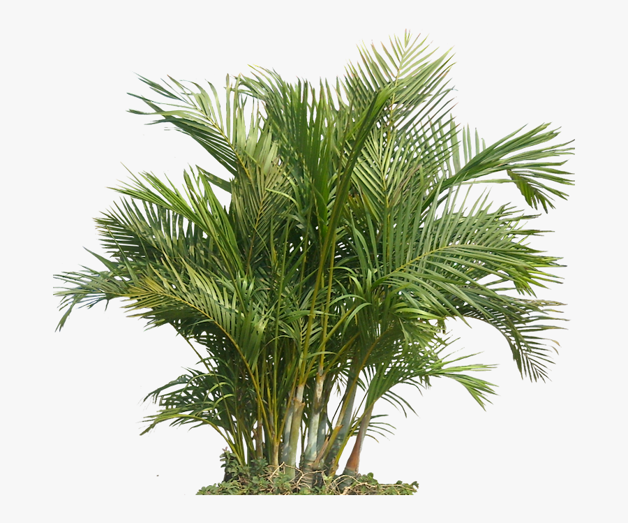 Plant Gardening Areca Houseplant Indoor Air Palm Clipart - Tropical Plants Png, Transparent Clipart