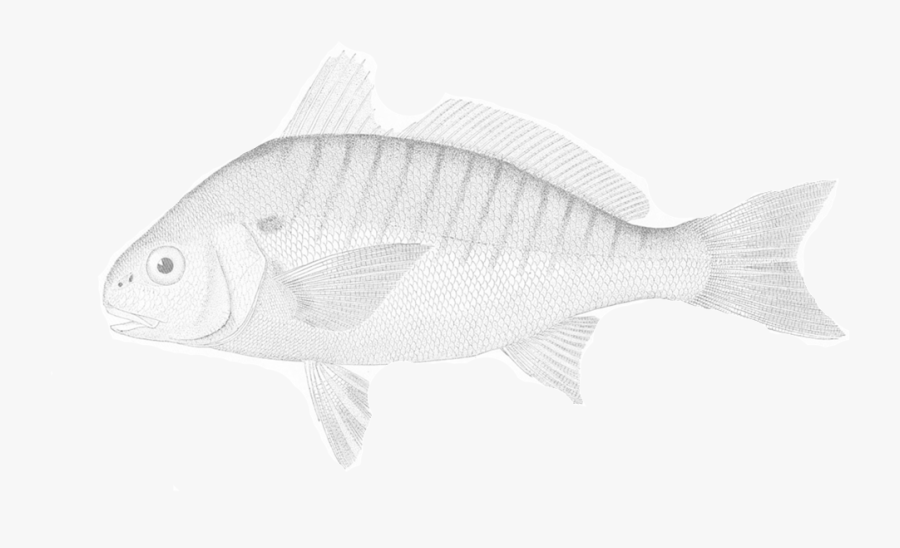 Transparent Eating Dinner With Family Clipart - Pomacentridae, Transparent Clipart