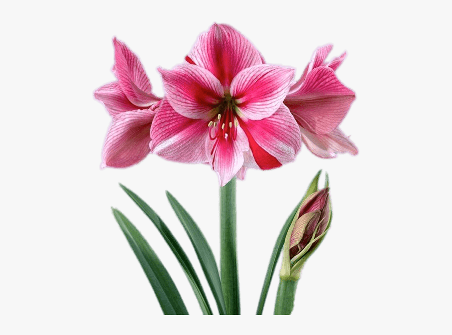 Pink And White Amaryllis - Amaryllis, Transparent Clipart