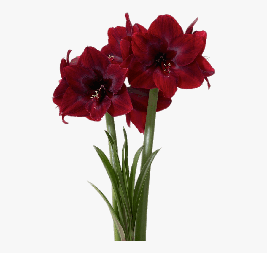 Red Pearl Amaryllis - Amaryllis Black Pearl, Transparent Clipart