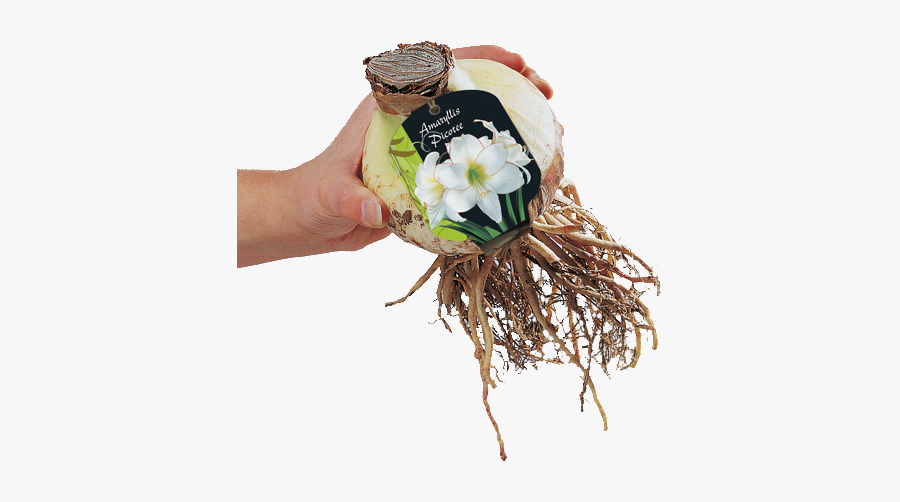 Amaryllis, Transparent Clipart