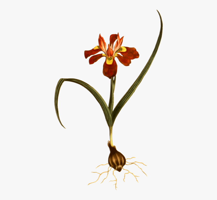 Plant,flora,petal - Christmas Orchid, Transparent Clipart