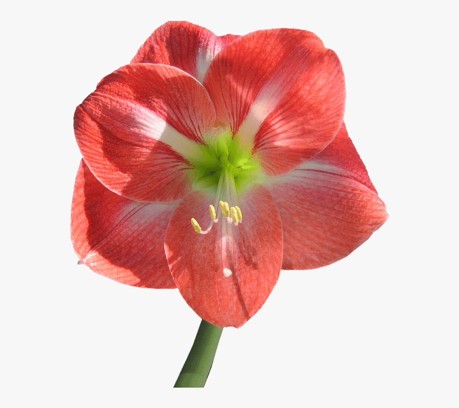Free Photo No Background Amaryllis Flower Isolated - ดอกไม้ ไม่มี พื้น หลัง, Transparent Clipart
