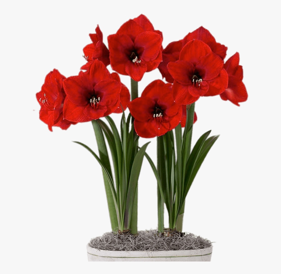 Red Amaryllis In Flower Pot - Amaryllis Png, Transparent Clipart