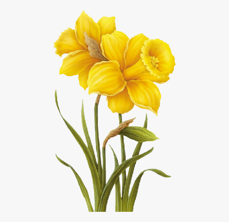 Free Png Download Yellow Flower Drawing Png Images - Transparent Yellow Flowers Png, Transparent Clipart