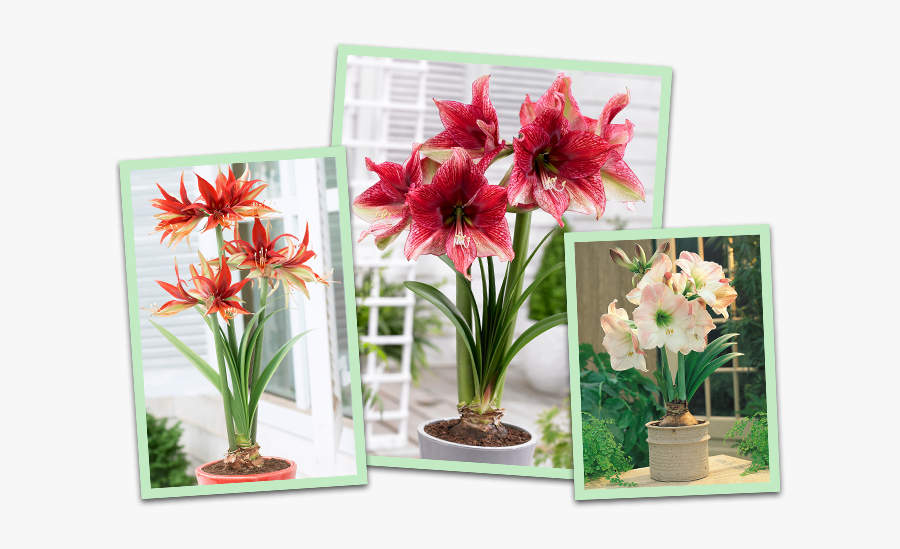Amaryllis - Amaryllis Tosca, Transparent Clipart