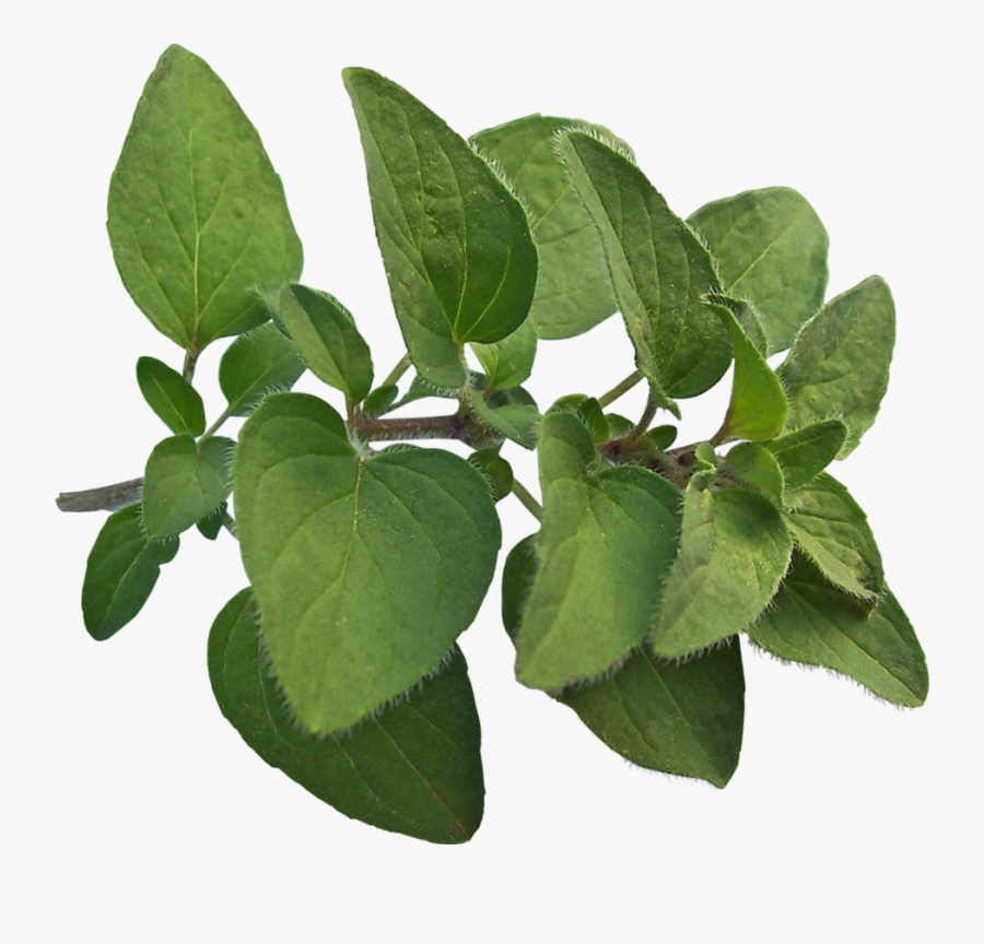 Oregano Cliparts - Make Dried Oregano Leaves, Transparent Clipart