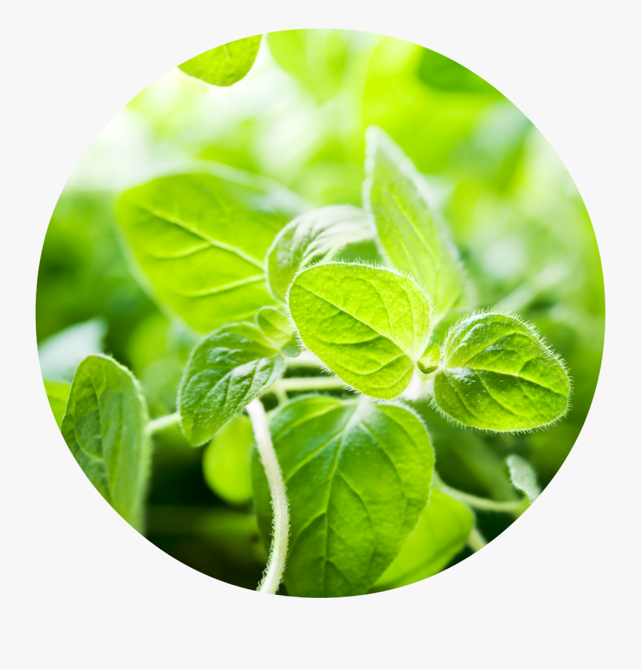 Clip Art Images Of Oregano - Oregano Transparent, Transparent Clipart