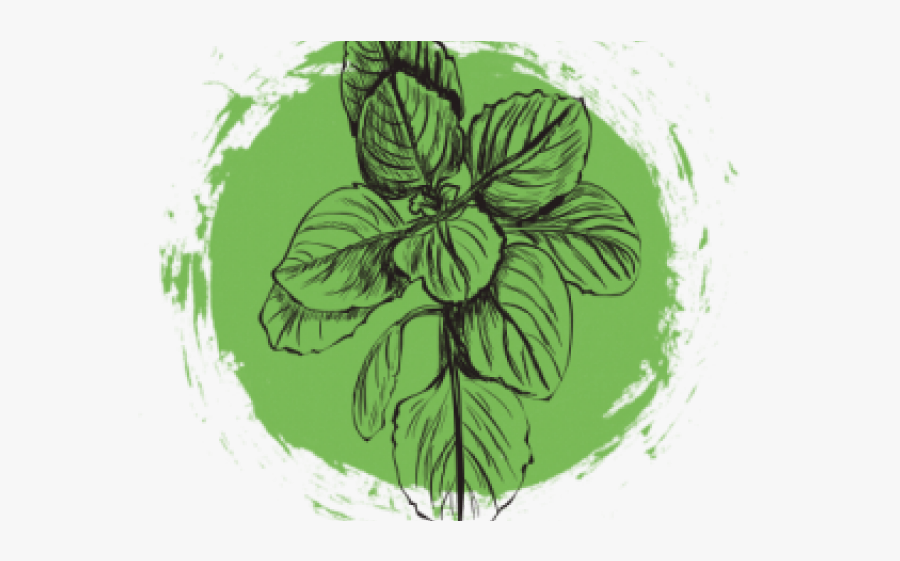 Drawn Herbs Oregano Leaves - Illustration, Transparent Clipart