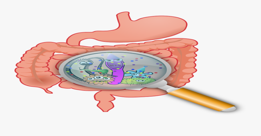 Oregano For Intestines - Human Gut, Transparent Clipart