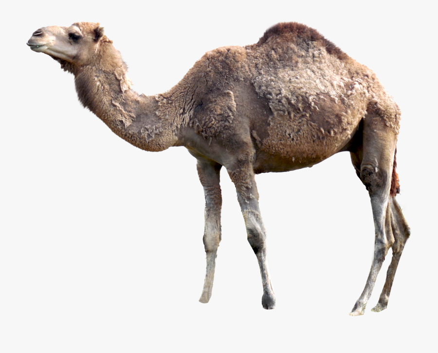 Camel Png - Sitting Camel Png, Transparent Clipart