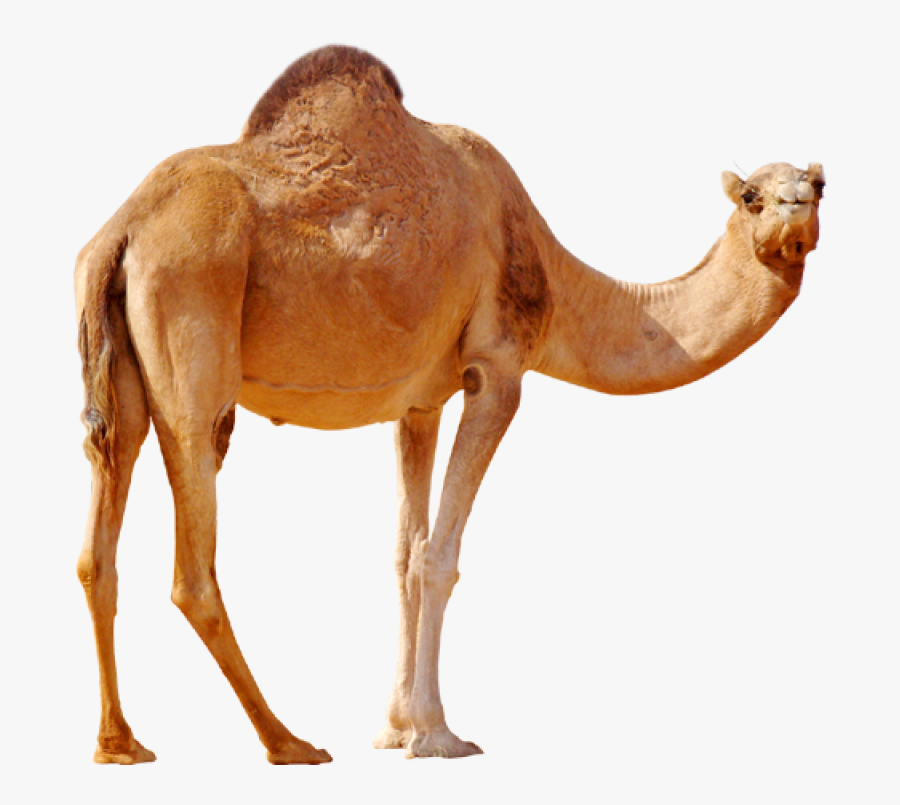 Camel On Desert Png Image - Camel Png, Transparent Clipart