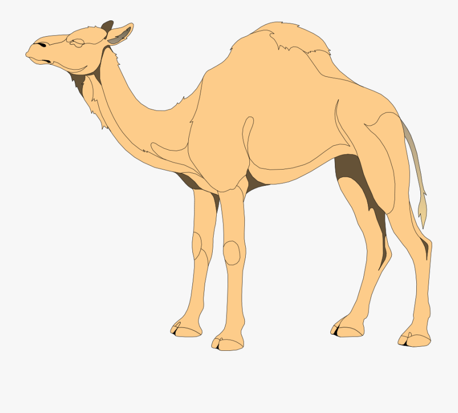 Camel 4 Picture Svg Clip Arts - Png Vector Camel, Transparent Clipart