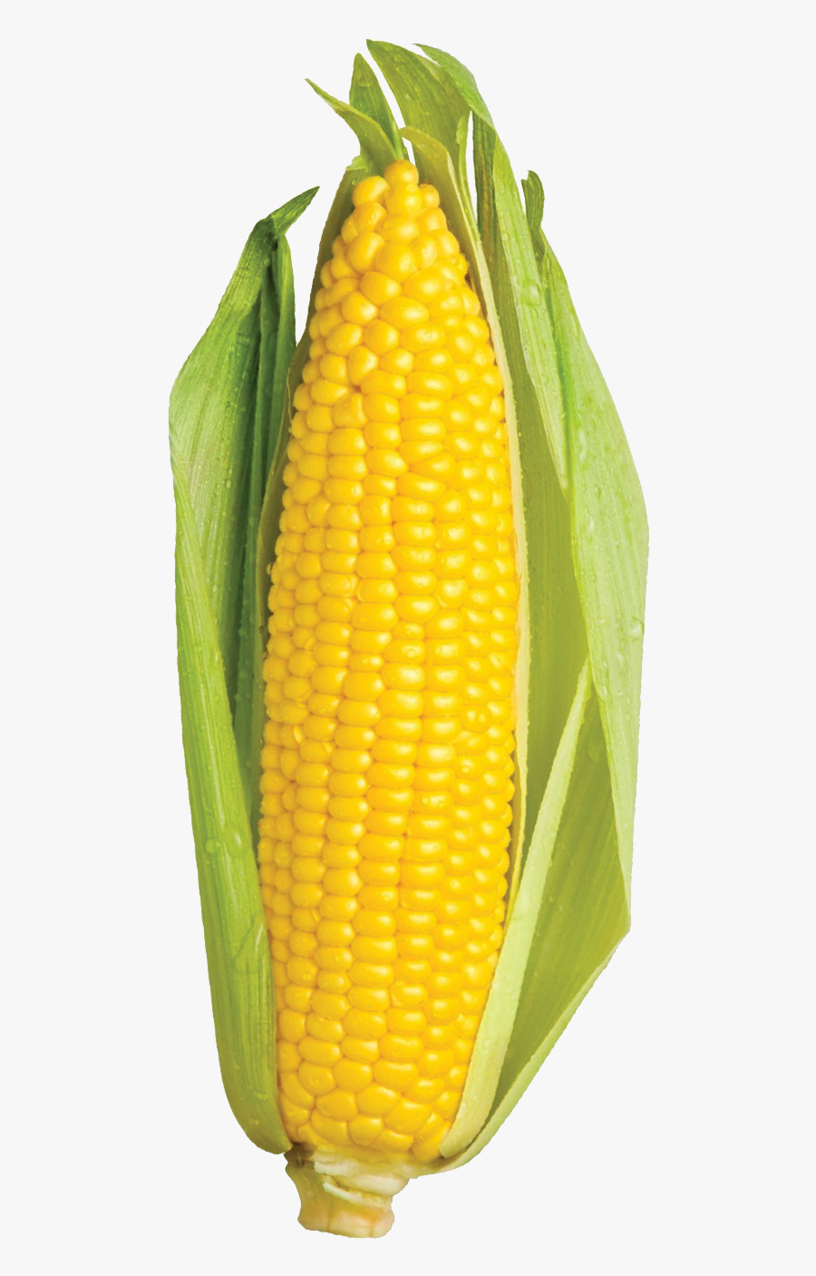 Transparent Sweet Corn Clipart - Nào Tối Nay Ăn Gì Thế Lưỡng Nan Của Loài Ăn Tạp, Transparent Clipart