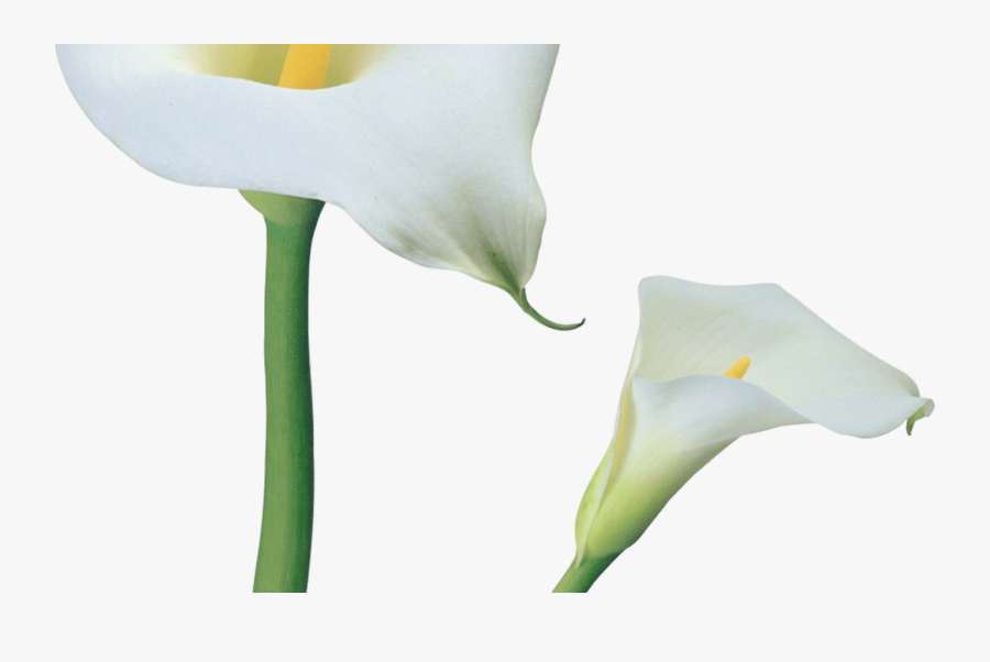 Transparent Calla Lilies Flowers Png Clipart Gallery - Calas Vector Png, Transparent Clipart
