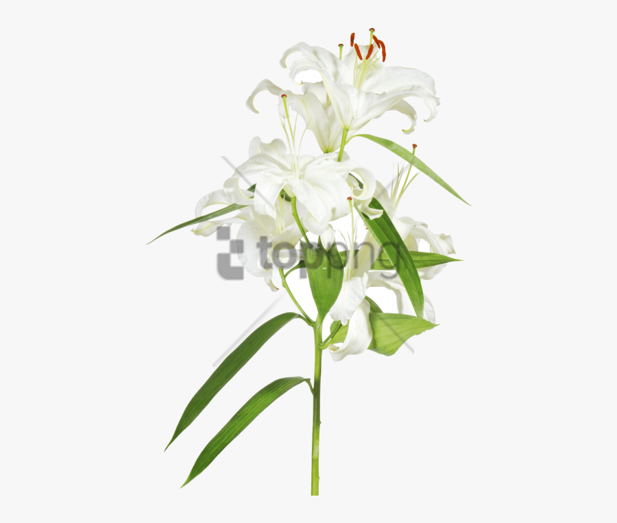Portable Network Graphics, Transparent Clipart