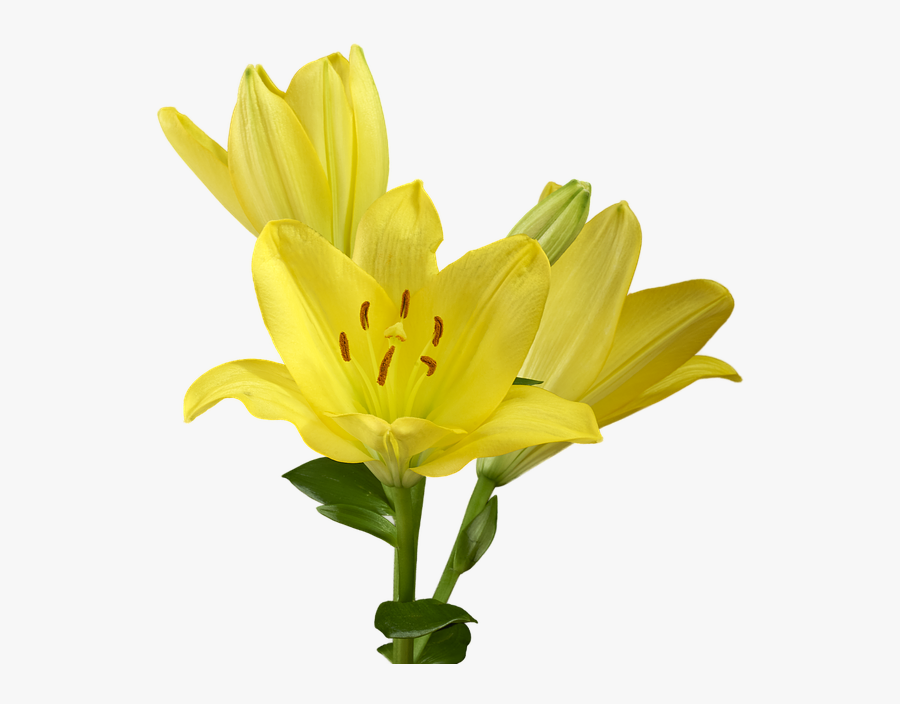 Transparent Calla Lily Png - Scalable Vector Graphics, Transparent Clipart