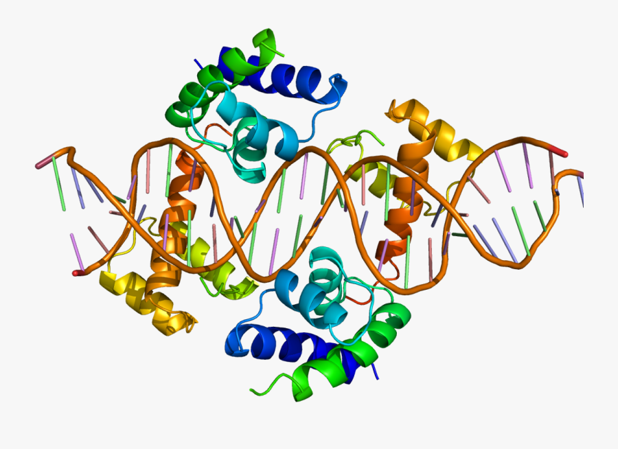 New Chip - Transcription Factor Protein, Transparent Clipart