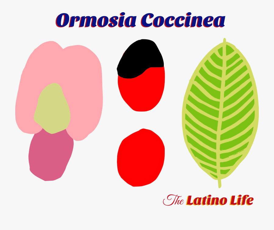 The Flower, Leaf, And The Beans, Transparent Clipart