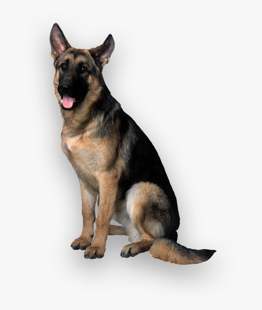 German Shepherd Transparent Background, Transparent Clipart