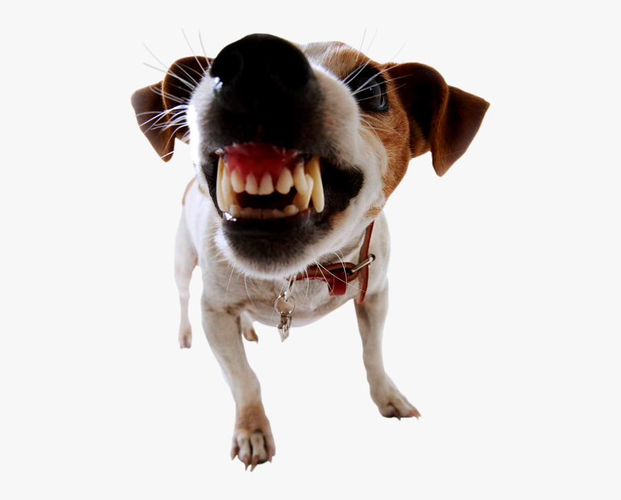 Dog Bite Prevention Biting Pet - Dog Biting Png, Transparent Clipart
