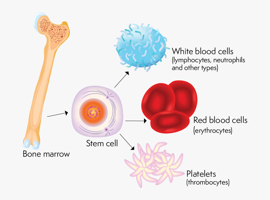 Transparent Red Blood Cell Png - Cell Types Found In Bone Marrow, Transparent Clipart