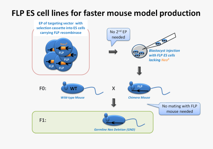 Transparent Stem Cells Clipart - Electroporation Es Cells, Transparent Clipart