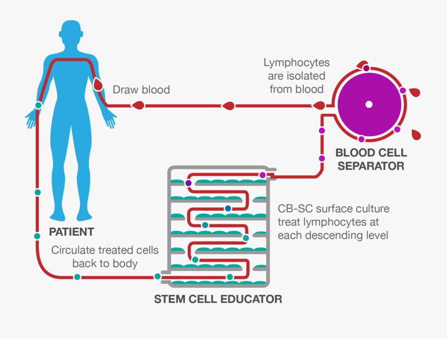 Transparent Hell In A Cell Png - Stem Cell Therapy Diagram, Transparent Clipart