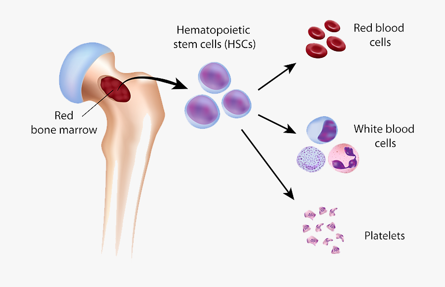 Transparent Red Blood Cell Clipart - Red Blood Cells Formed, Transparent Clipart