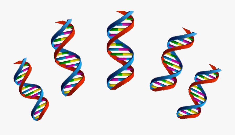 Next Week, Our Phd Students, Alexandra Gaál Kovalčíková, Transparent Clipart