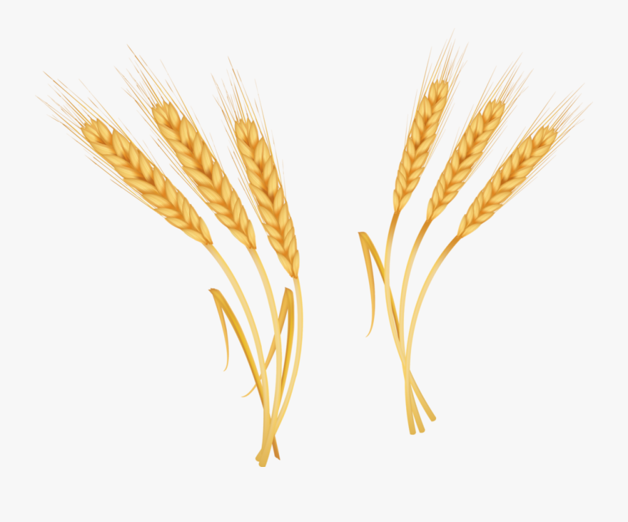 Emmer Coreldraw Clip Art - Wheat, Transparent Clipart