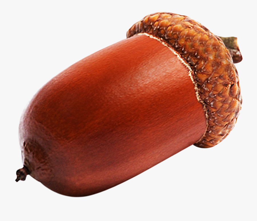 Nut Clipart Acron - Acorn Image In Hd, Transparent Clipart