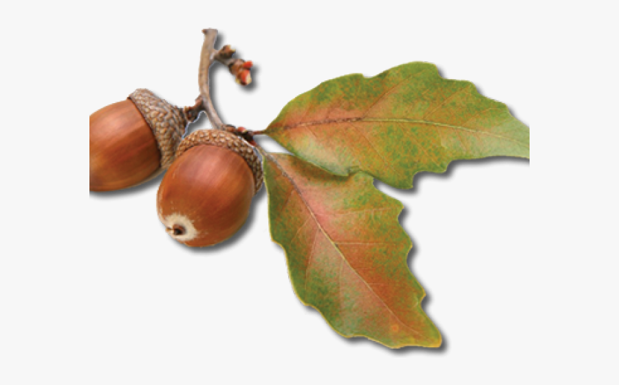 Hazelnut Clipart Acron - Acorns .png, Transparent Clipart
