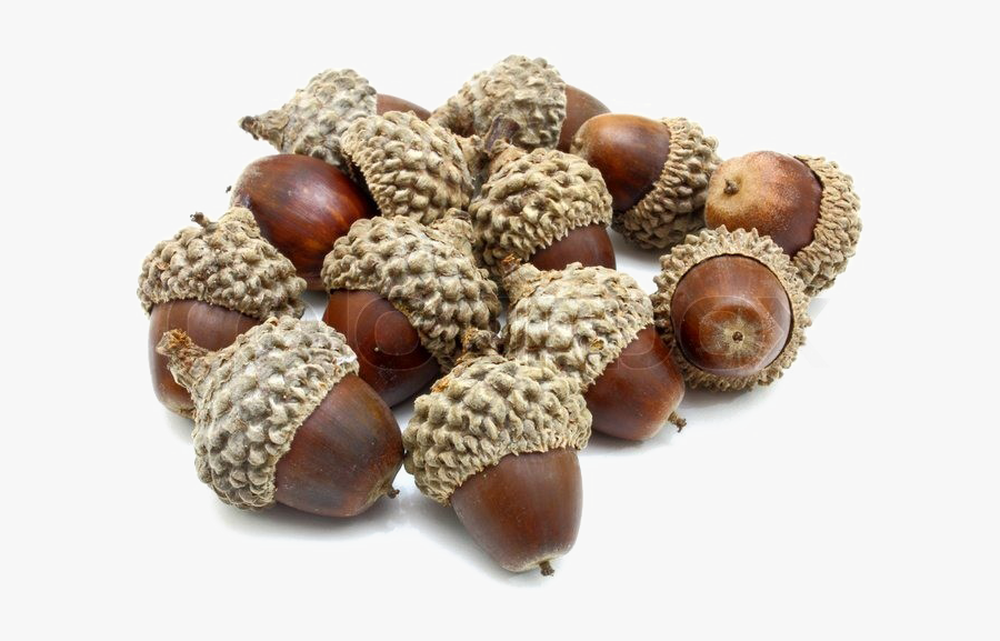 Acorn Png -acorn Png Photo - Acorns With White Background, Transparent Clipart