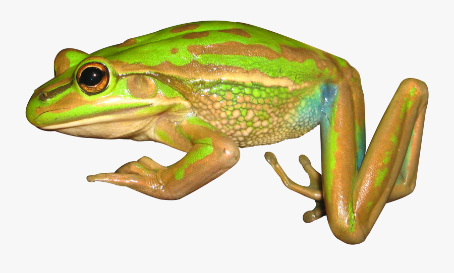 Bronze Frog, Transparent Clipart