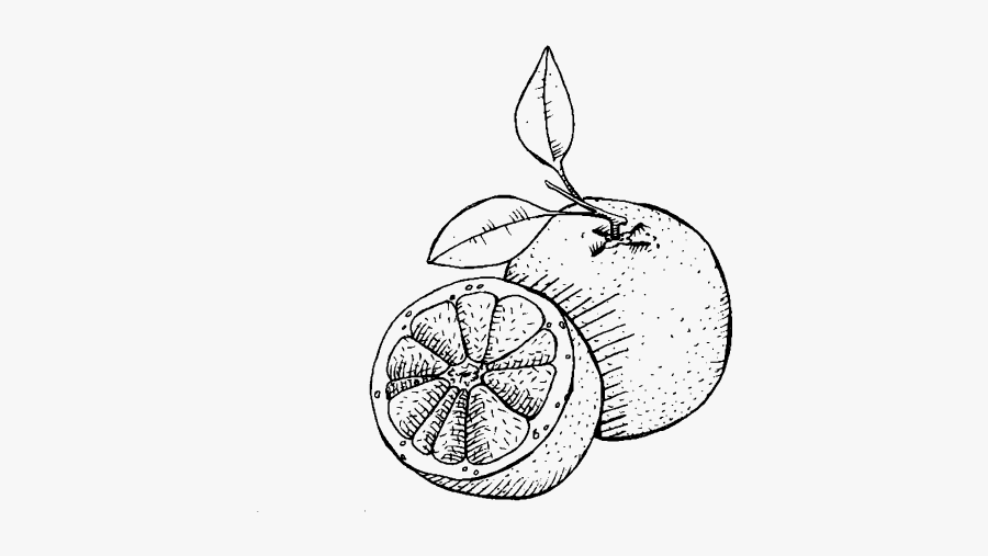 Paintings Search Result At - Sketch, Transparent Clipart