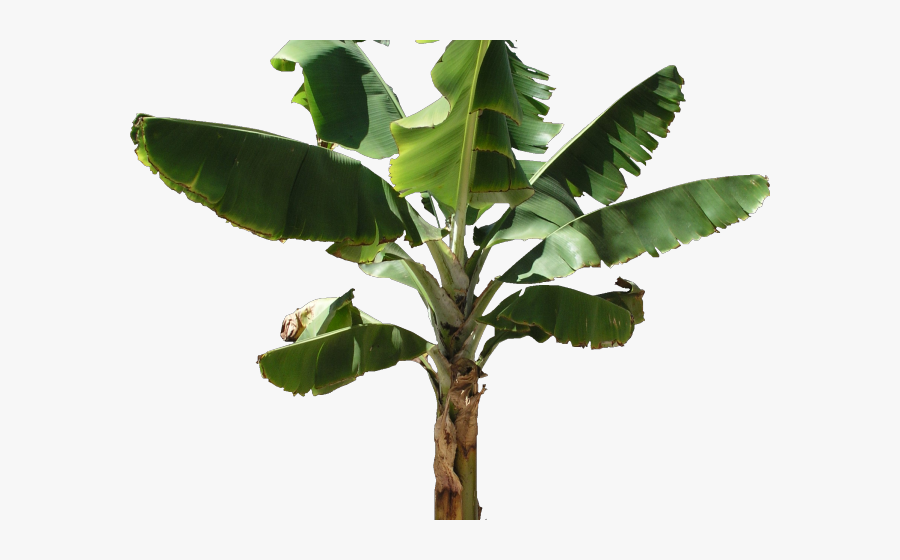 Plates Clipart Banana Leaf - Banana Tree Transparent Background, Transparent Clipart