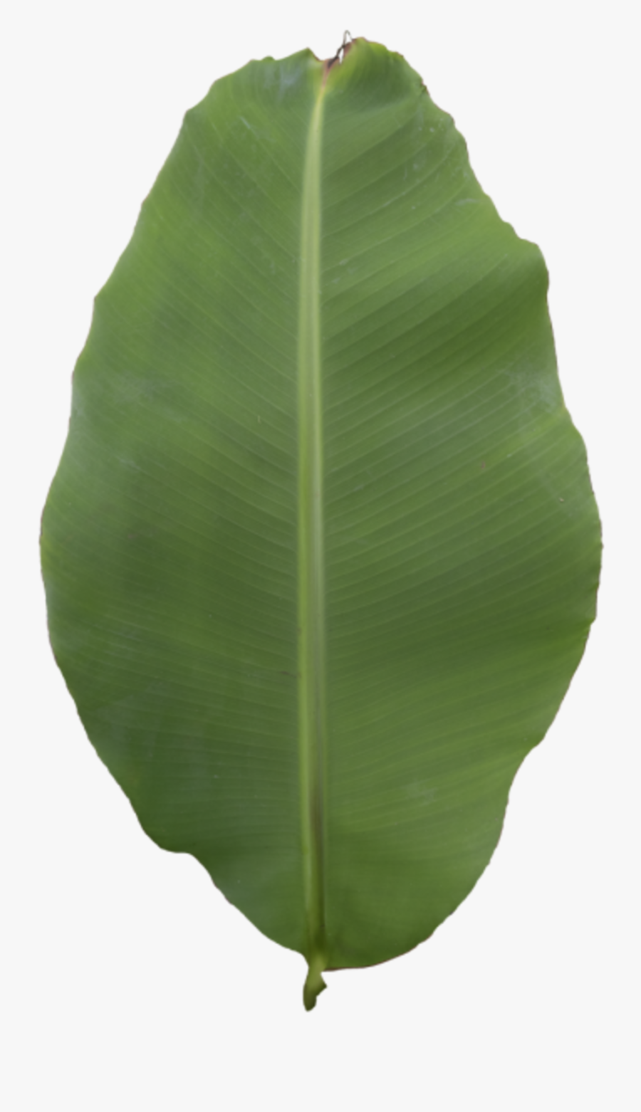 Transparent Green Banana Clipart - Ensete, Transparent Clipart