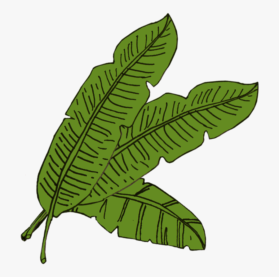 Full Banana Leaf Png For Kids Banana Leaf Sketch Png Free Transparent Clipart Clipartkey