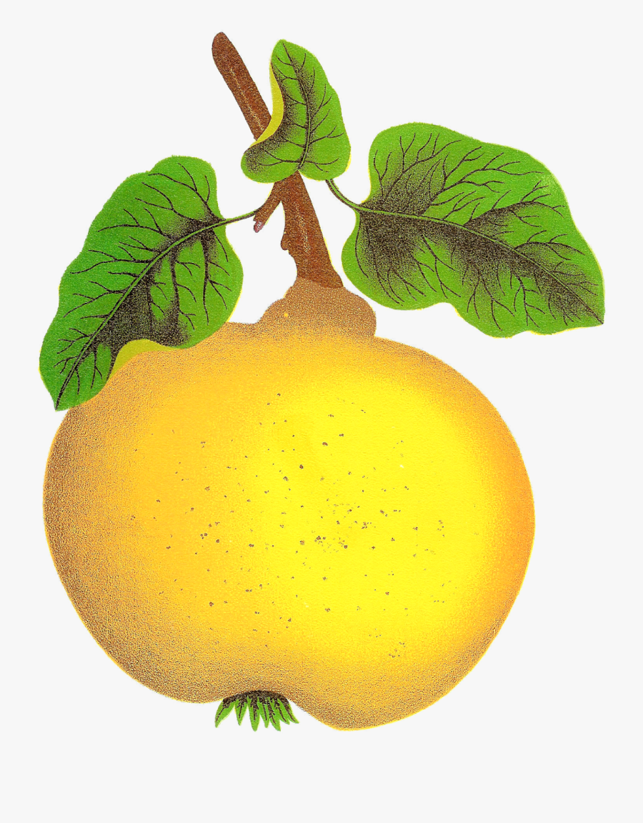 Antique Images Vintage Digital Clip Art Of Fruit Quince - Quince Fruit Clip ...