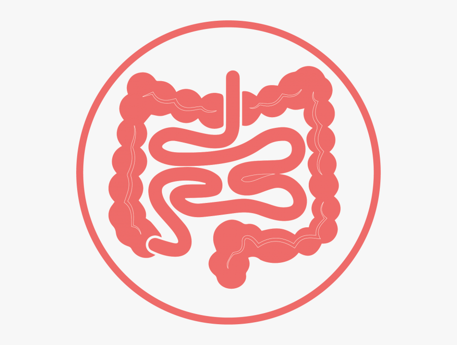 The Best Supplies For - Brain And Gut Connection, Transparent Clipart