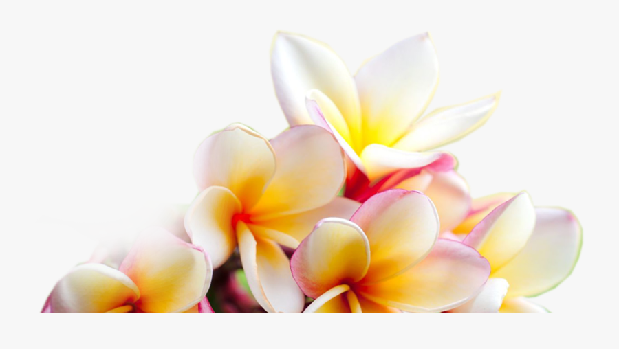 Transparent Plumeria Png - Free Background Plumeria, Transparent Clipart