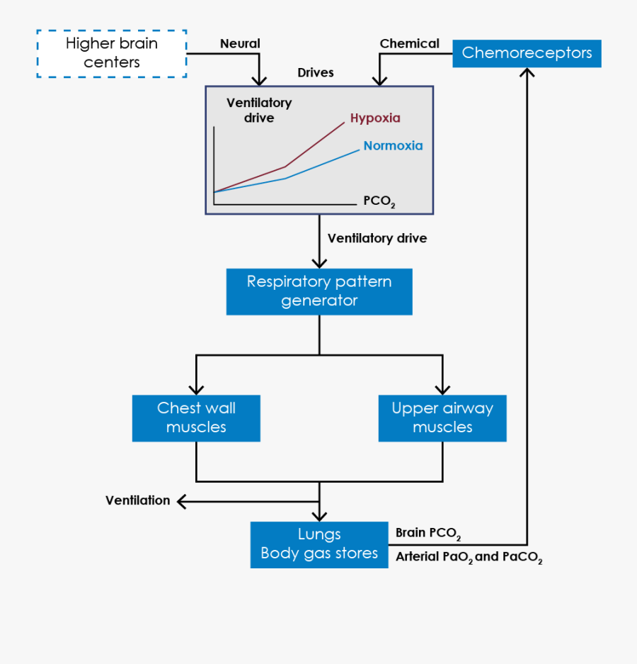 Central Sleep Apnea Pathophysiology In Brain, Transparent Clipart