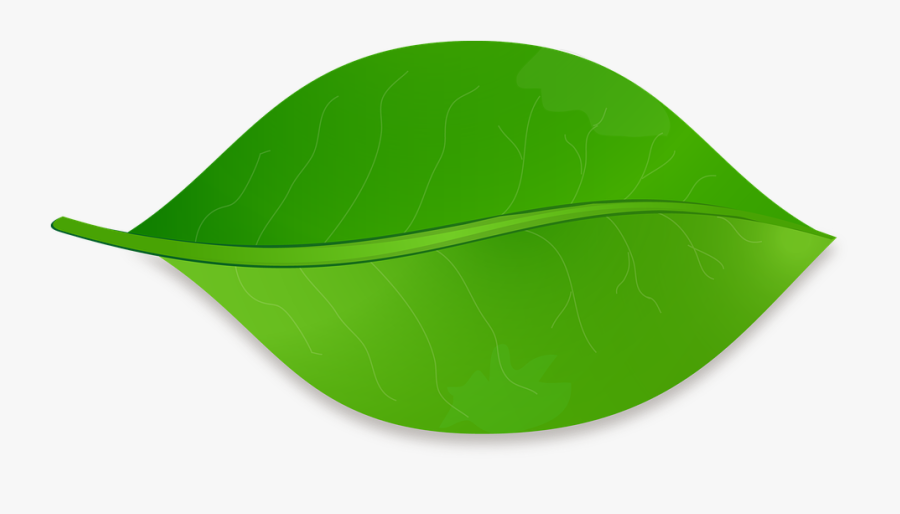 Leaf,green,plant,clip Art - Folha De Arvore Png, Transparent Clipart