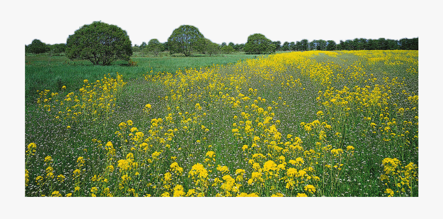 Flowers In Field Clipart , Transparent Cartoons - Clip Art, Transparent Clipart