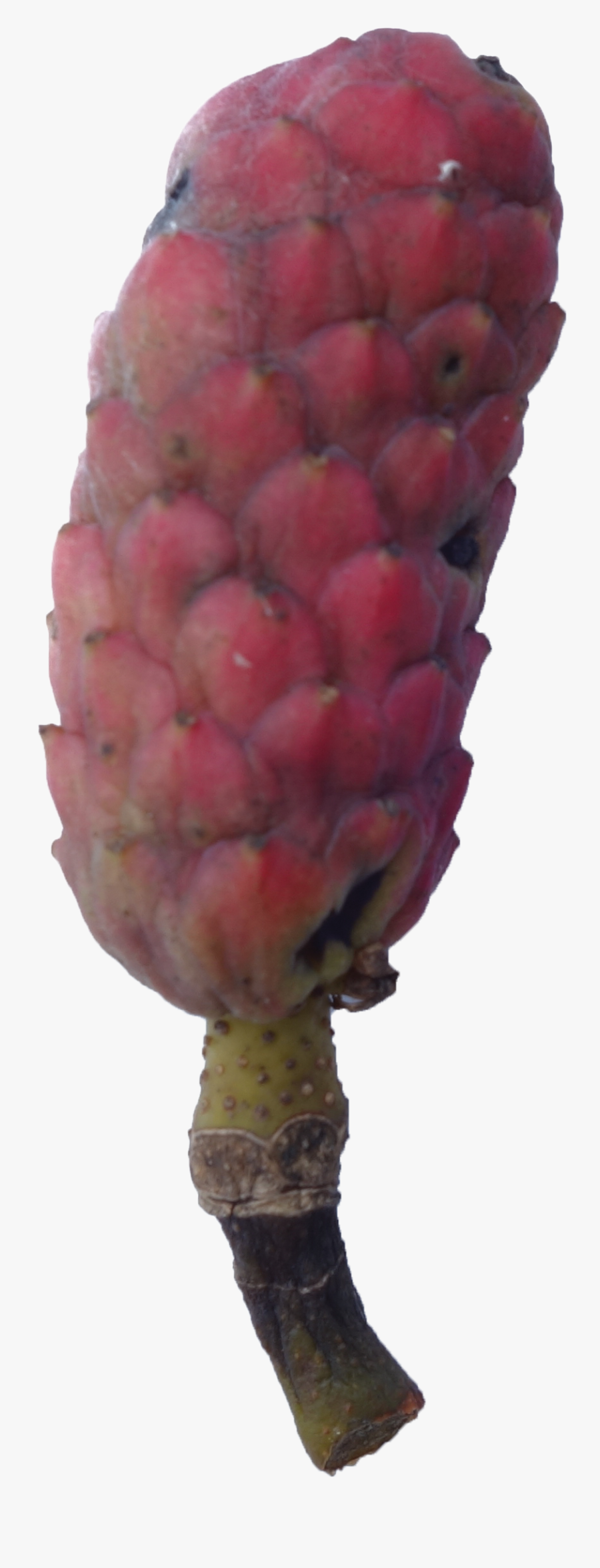 Clip Art Magnolia Seed Pod - Seedless Fruit, Transparent Clipart